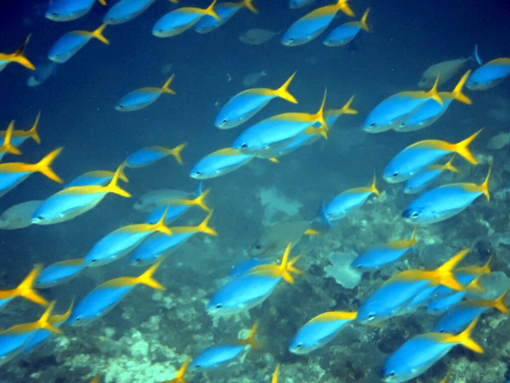 Diving and snorkelling at Run and Nailaka, Banda Islands, October 2026