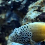 Diving and snorkelling at Run and Nailaka, Banda Islands, October 2026