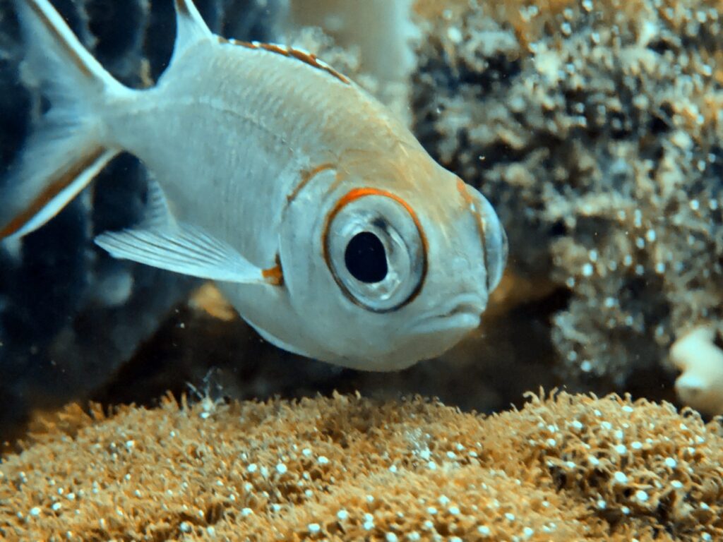 Diving and snorkelling at Run and Nailaka, Banda Islands, October 2026