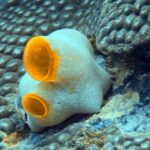 Diving and snorkelling at Run and Nailaka, Banda Islands, October 2026
