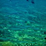 Diving and snorkelling at Run and Nailaka, Banda Islands, October 2026