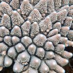 Diving and snorkelling at Run and Nailaka, Banda Islands, October 2026