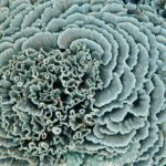 Diving and snorkelling at Run and Nailaka, Banda Islands, October 2026