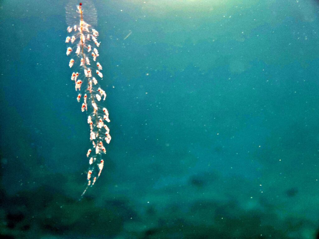 Salps in the water off Pulau Pisang (Banana Island)