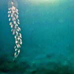Salps in the water off Pulau Pisang (Banana Island)