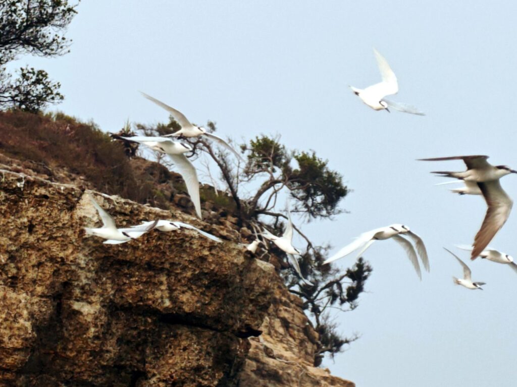 Black-naped terns on the cliff at Pulau Pisang