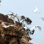 Black-naped terns on the cliff at Pulau Pisang
