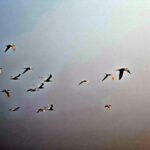 Terns over the cliffs of Pulau Pisang
