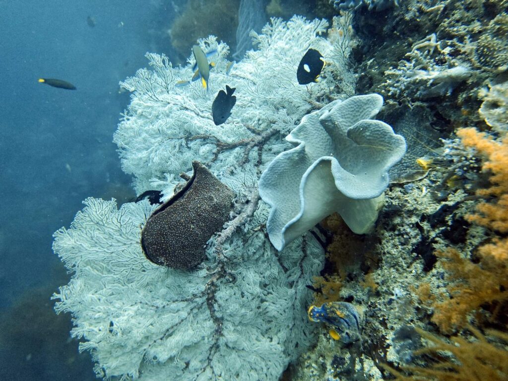 Large white sea fan with a sponge, cabbage coral and reef fish on a coral wall, photographed on a phone in a DIVEVOLK housing
