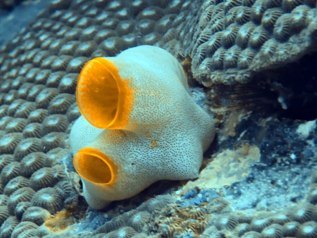 White sea squirt with bright orange siphons on a hard coral, photographed on a phone in a DIVEVOLK housing