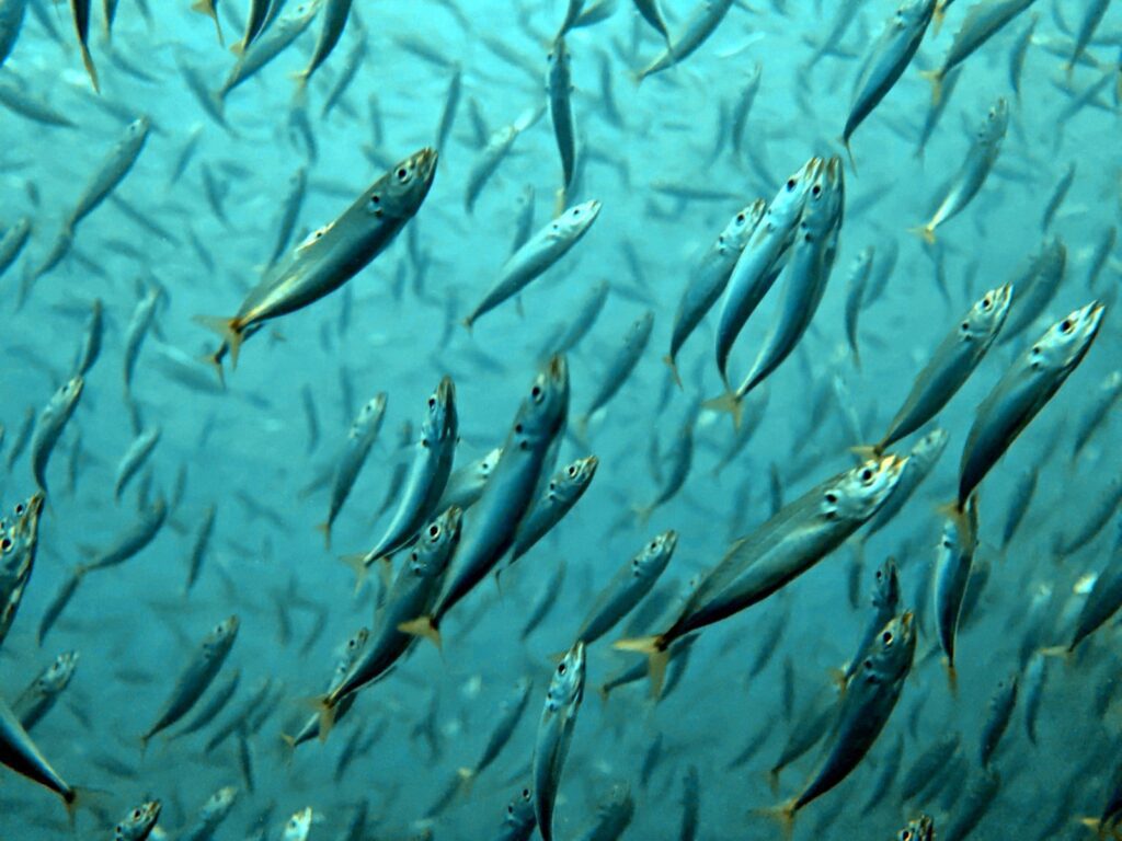 Close-up of a dense school of silver fish in blue water, photographed on a phone in a DIVEVOLK housing