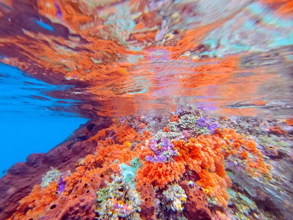 Orange soft coral and purple sea squirts just below the surface, reflected in the water above, photographed on a phone in a DIVEVOLK housing