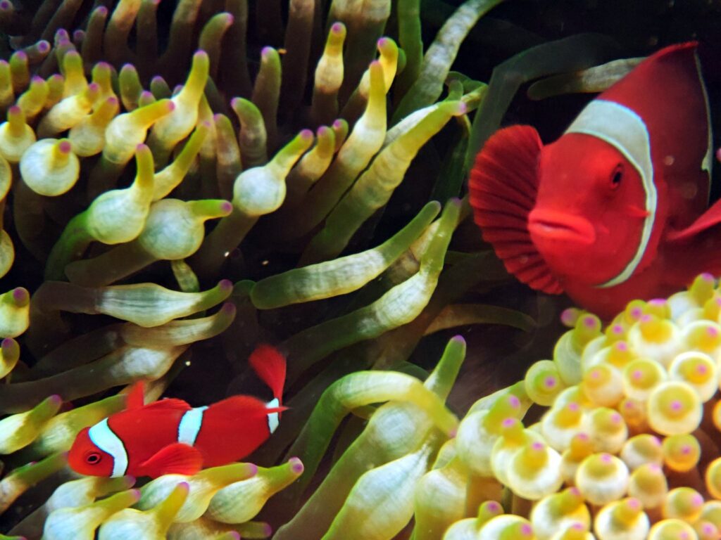 Two spinecheek anemonefish in a bubble-tip anemone, photographed on a phone in a DIVEVOLK housing