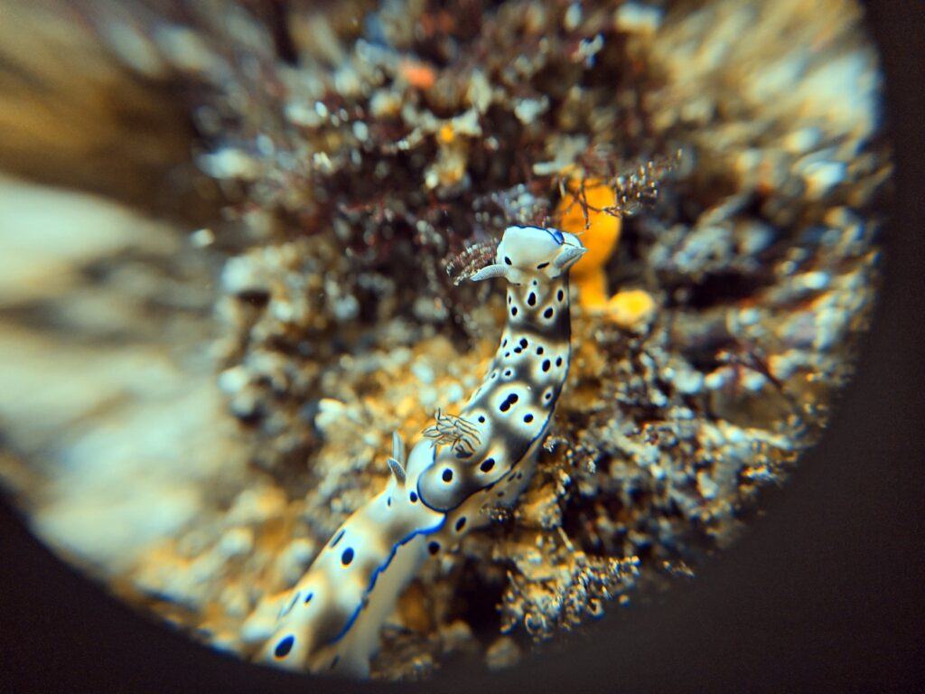Spotted nudibranch on the reef, shot through the +8 macro lens, photographed on a phone in a DIVEVOLK housing