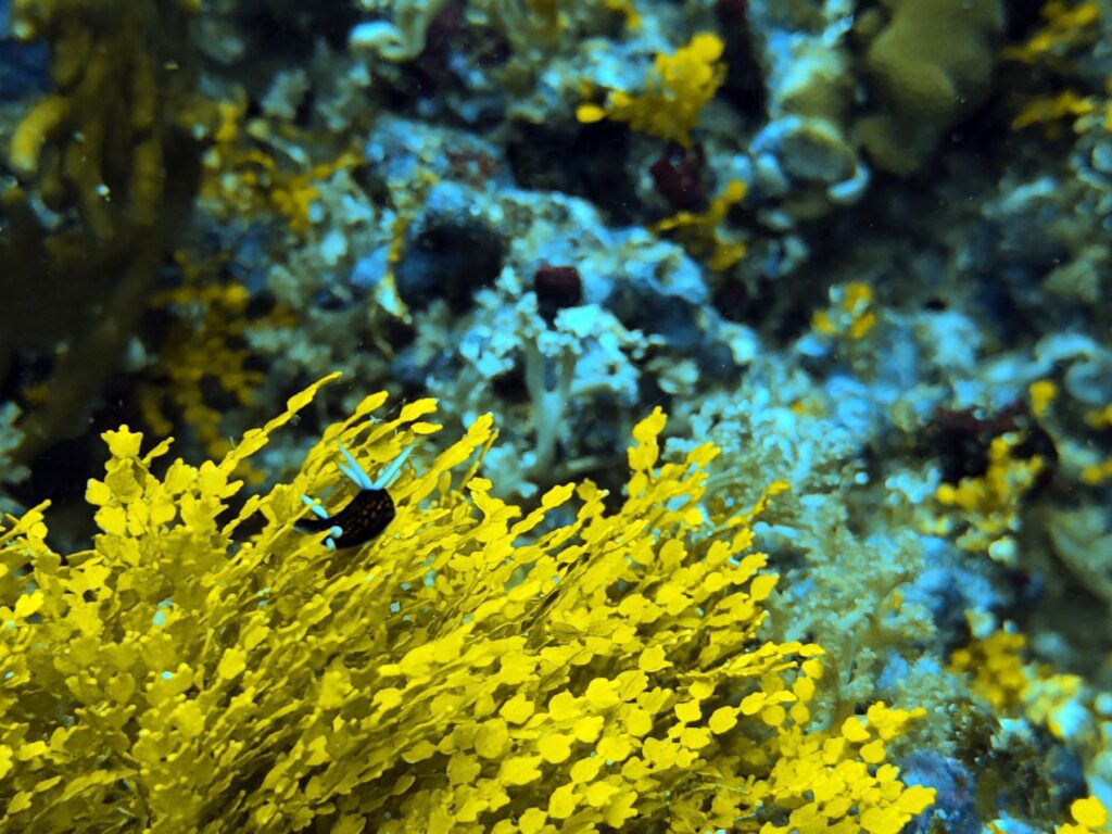 Diving at Suanggi in the Banda Sea, October 2026