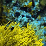Diving at Suanggi in the Banda Sea, October 2026