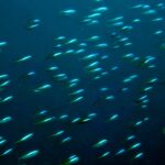 Diving at Suanggi in the Banda Sea, October 2026