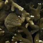 Diving at Suanggi in the Banda Sea, October 2026