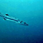Diving at Suanggi in the Banda Sea, October 2026