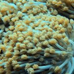 Diving at Suanggi in the Banda Sea, October 2026