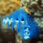 Diving at Suanggi in the Banda Sea, October 2026