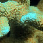 Diving at Suanggi in the Banda Sea, October 2026