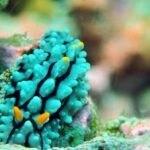 Diving at Suanggi in the Banda Sea, October 2026