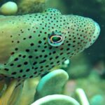 Diving at Suanggi in the Banda Sea, October 2026