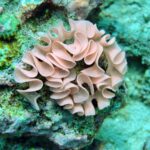 Diving at Suanggi in the Banda Sea, October 2026