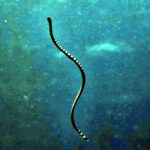 Diving at Suanggi in the Banda Sea, October 2026