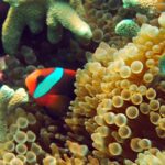 Diving at Suanggi in the Banda Sea, October 2026