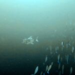 Diving at Suanggi in the Banda Sea, October 2026