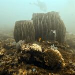 Diving at Suanggi in the Banda Sea, October 2026