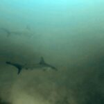Diving at Suanggi in the Banda Sea, October 2026