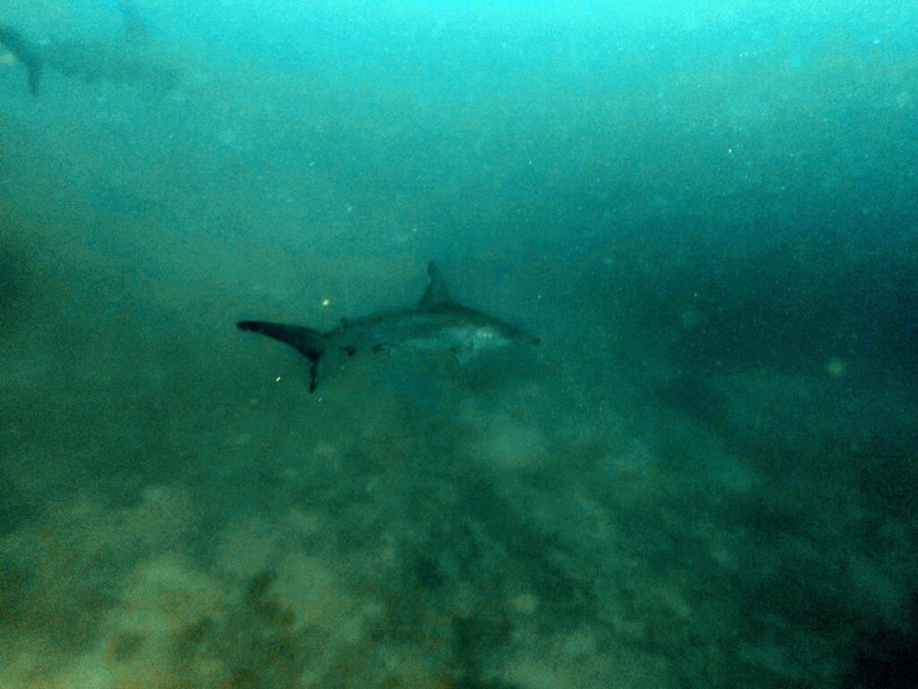 Diving at Suanggi in the Banda Sea, October 2026