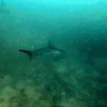 Diving at Suanggi in the Banda Sea, October 2026