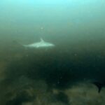 Diving at Suanggi in the Banda Sea, October 2026