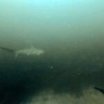 Diving at Suanggi in the Banda Sea, October 2026
