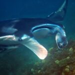 Snorkelling with manta rays at Tank Rock, Misool, Raja Ampat, October 2026