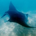 Snorkelling with manta rays at Tank Rock, Misool, Raja Ampat, October 2026