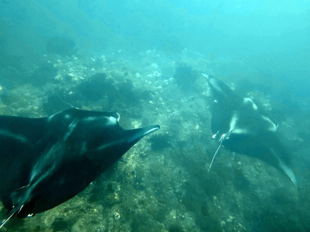 Snorkelling with manta rays at Tank Rock, Misool, Raja Ampat, October 2026