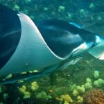 Snorkelling with manta rays at Tank Rock, Misool, Raja Ampat, October 2026