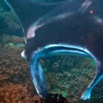 Snorkelling with manta rays at Tank Rock, Misool, Raja Ampat, October 2026