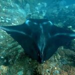 Snorkelling with manta rays at Tank Rock, Misool, Raja Ampat, October 2026
