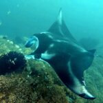 Snorkelling with manta rays at Tank Rock, Misool, Raja Ampat, October 2026