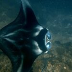 Snorkelling with manta rays at Tank Rock, Misool, Raja Ampat, October 2026