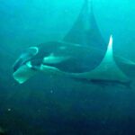 Snorkelling with manta rays at Tank Rock, Misool, Raja Ampat, October 2026