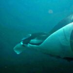 Snorkelling with manta rays at Tank Rock, Misool, Raja Ampat, October 2026