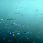 Snorkelling with manta rays at Tank Rock, Misool, Raja Ampat, October 2026