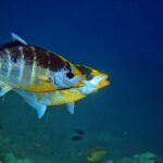 Snorkelling with manta rays at Tank Rock, Misool, Raja Ampat, October 2026